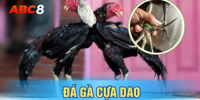 Đá gà cựa dao ngày càng được mọi người yêu thích