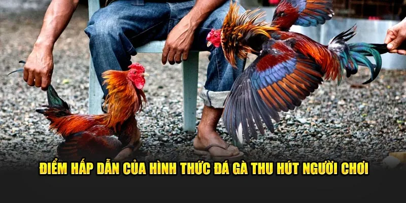 Điểm hấp dẫn của hình thức đá gà thu hút người chơi