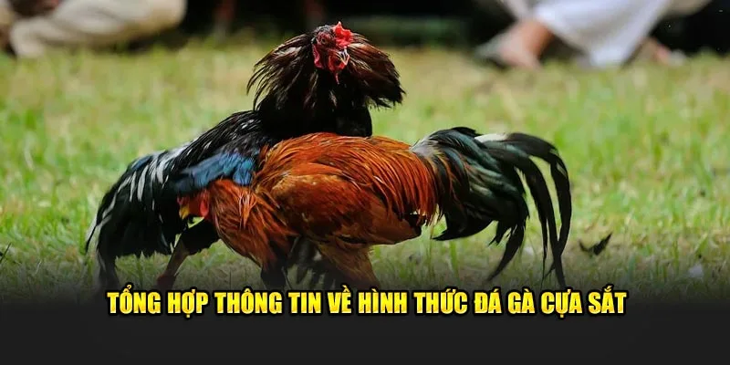 Tổng hợp thông tin về hình thức đá gà cựa sắt